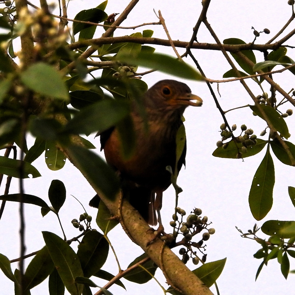 ナンベイコマツグミ - ML645506100