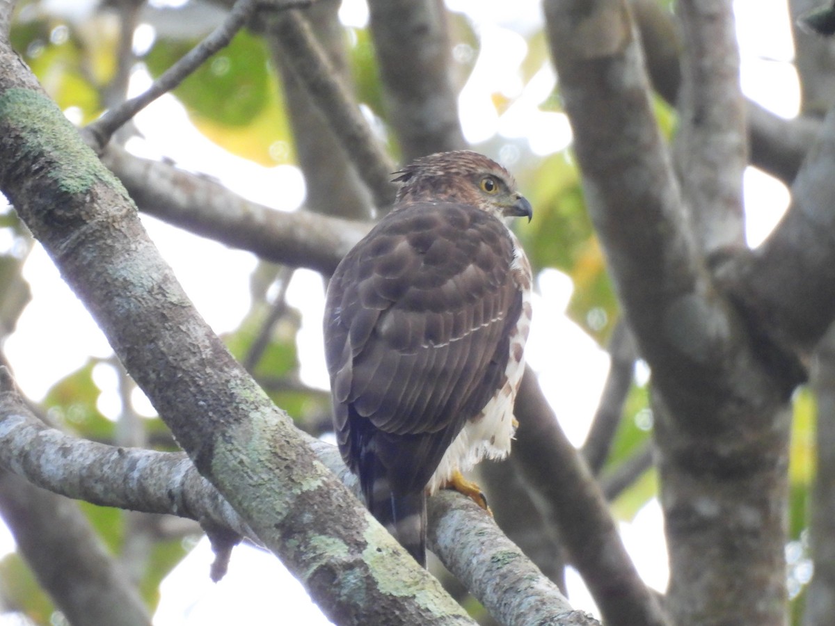 カンムリオオタカ - ML645506102