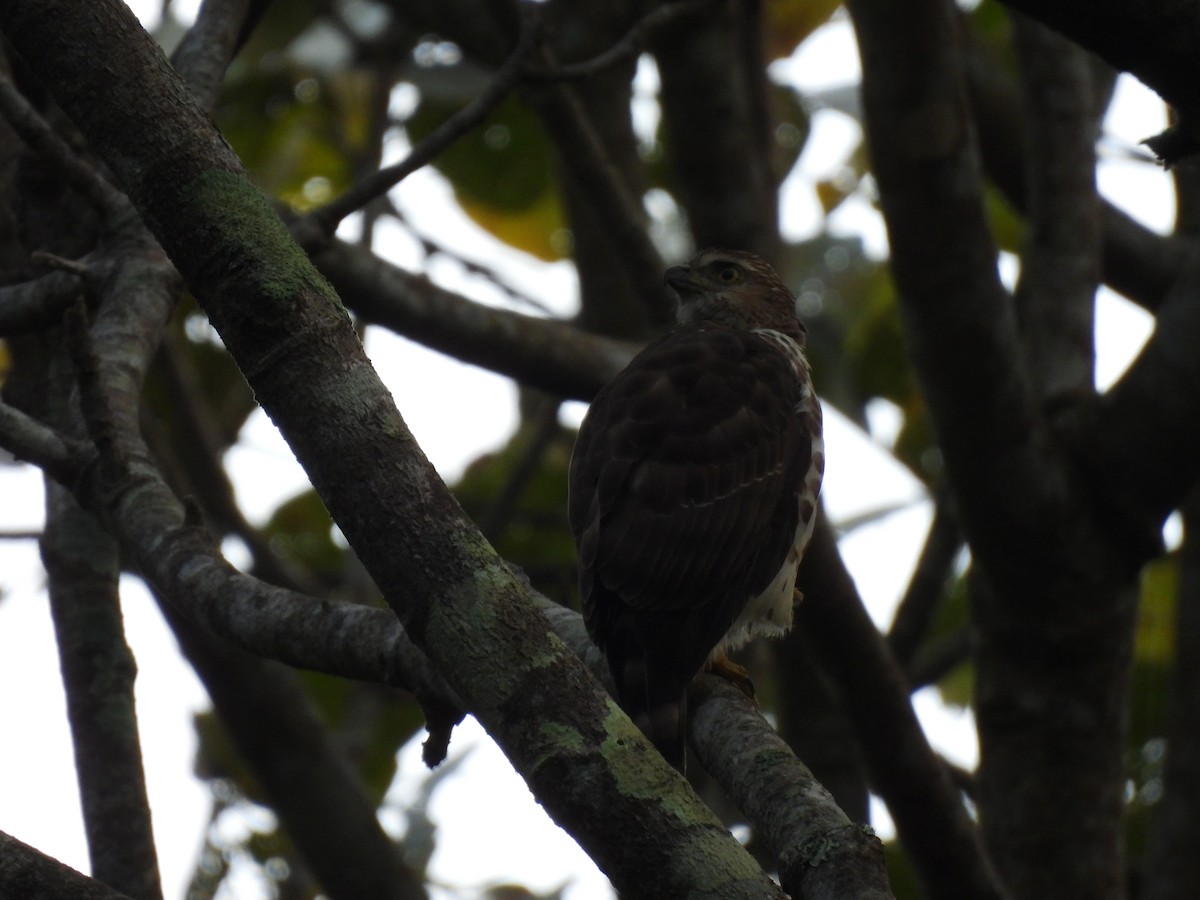 カンムリオオタカ - ML645506103