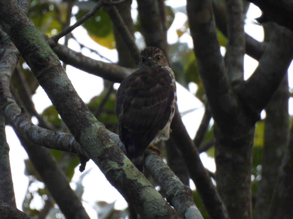 カンムリオオタカ - ML645506104