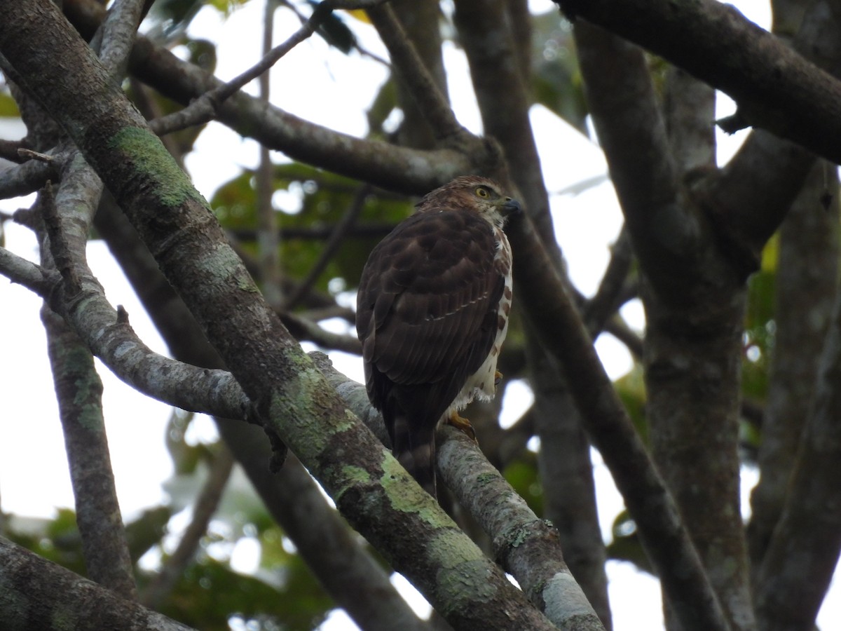 カンムリオオタカ - ML645506105