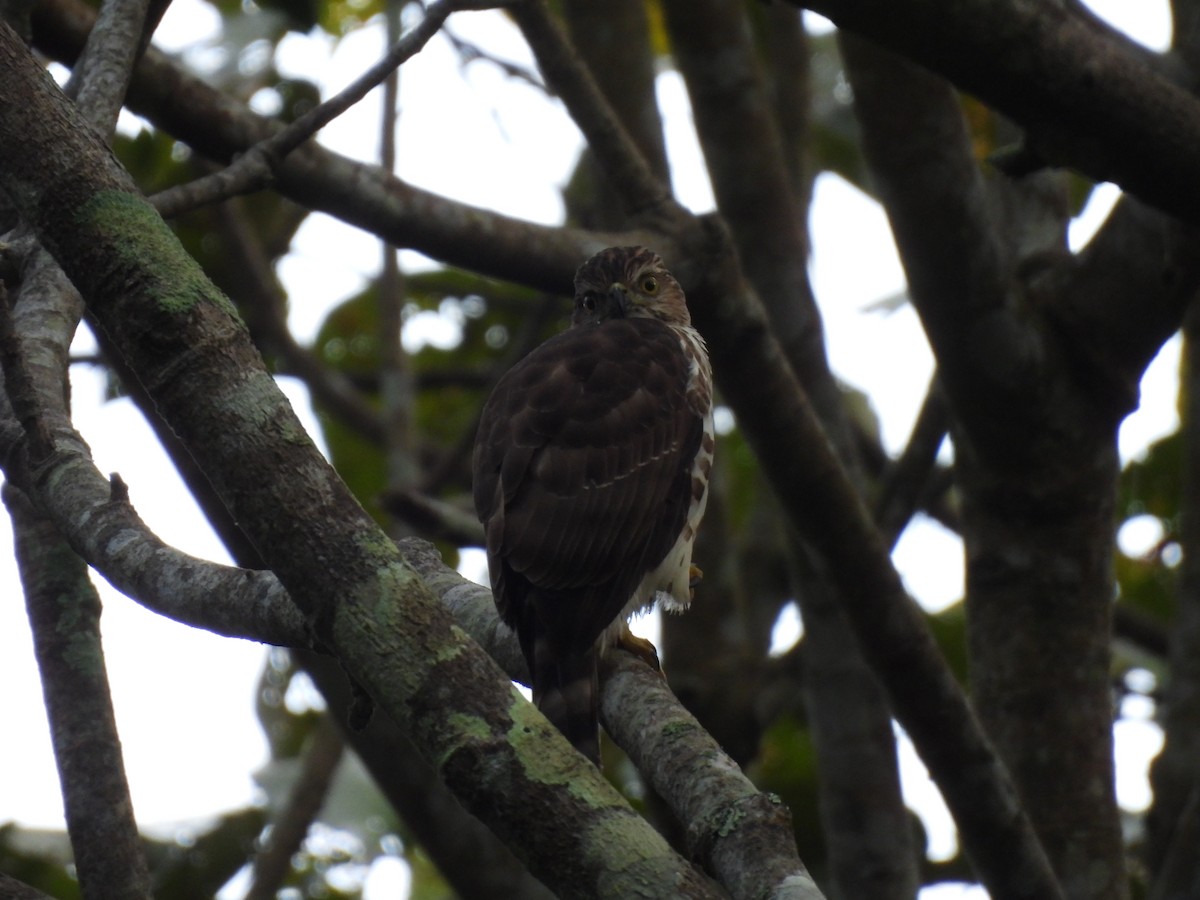 カンムリオオタカ - ML645506106