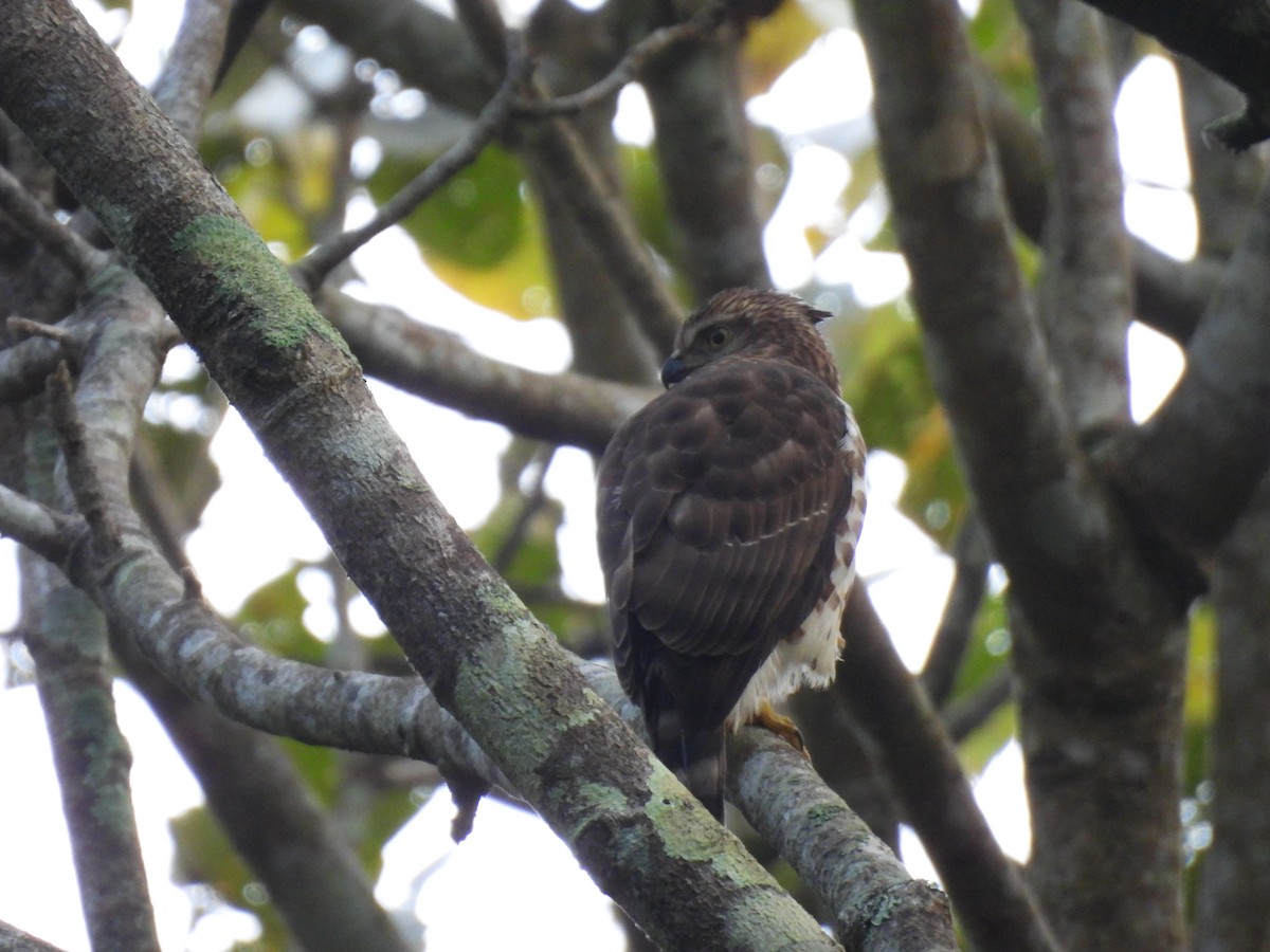 カンムリオオタカ - ML645506108