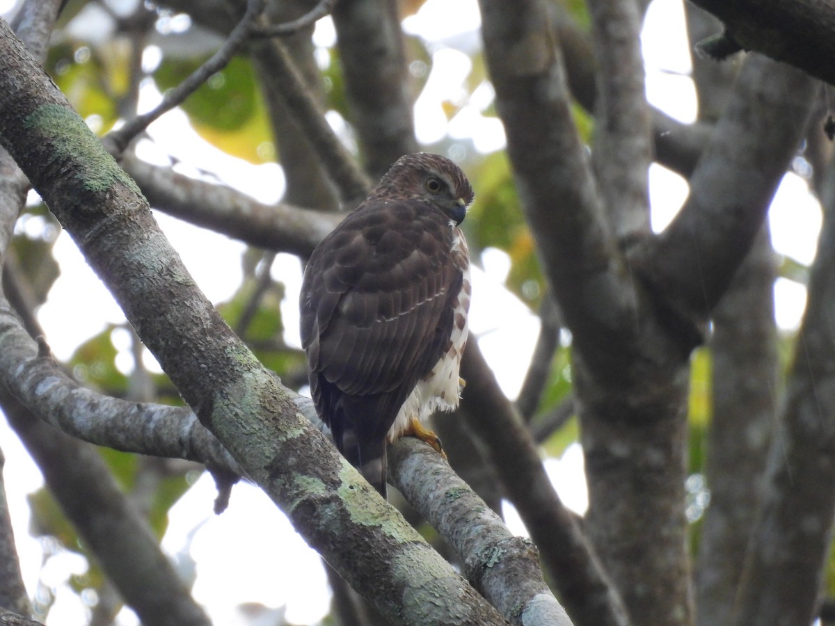 カンムリオオタカ - ML645506109