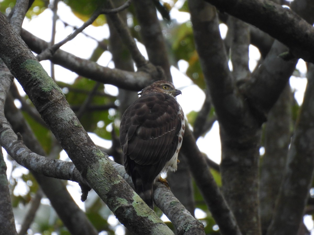 カンムリオオタカ - ML645506110