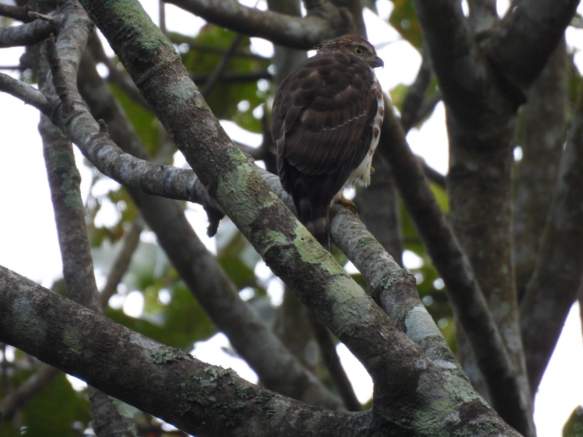 カンムリオオタカ - ML645506111