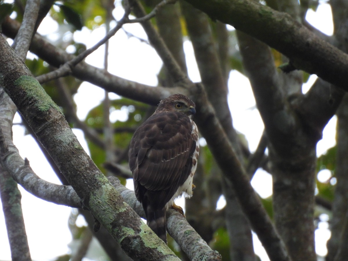 カンムリオオタカ - ML645506112