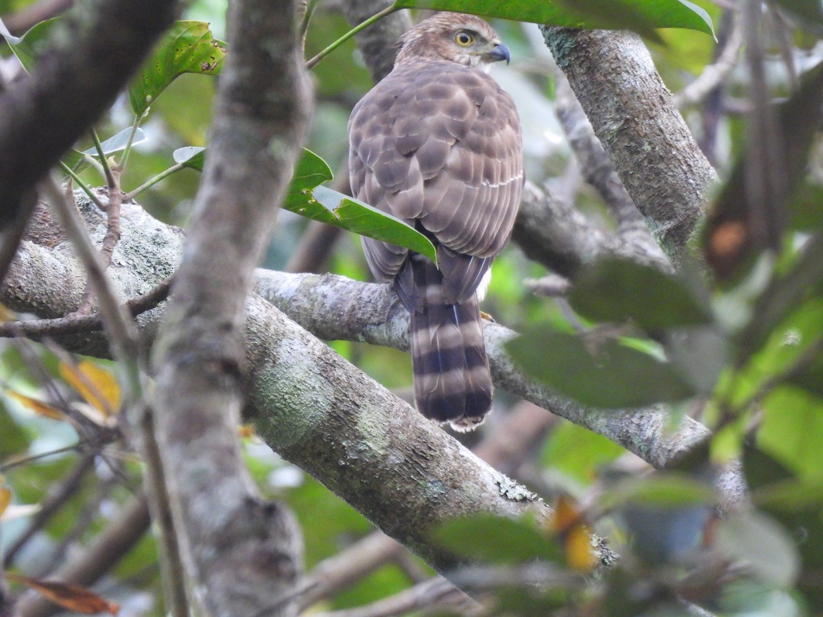 カンムリオオタカ - ML645506113