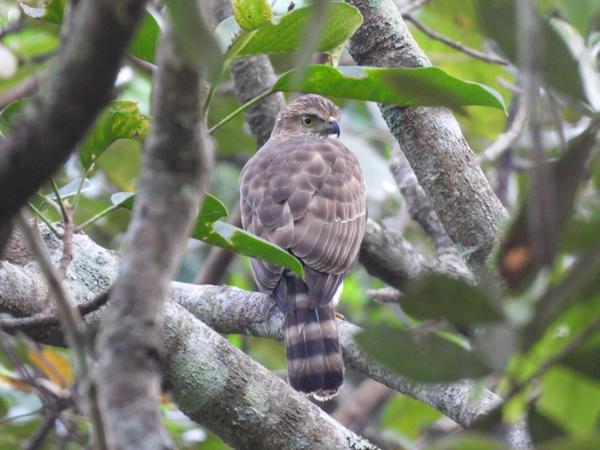 カンムリオオタカ - ML645506114