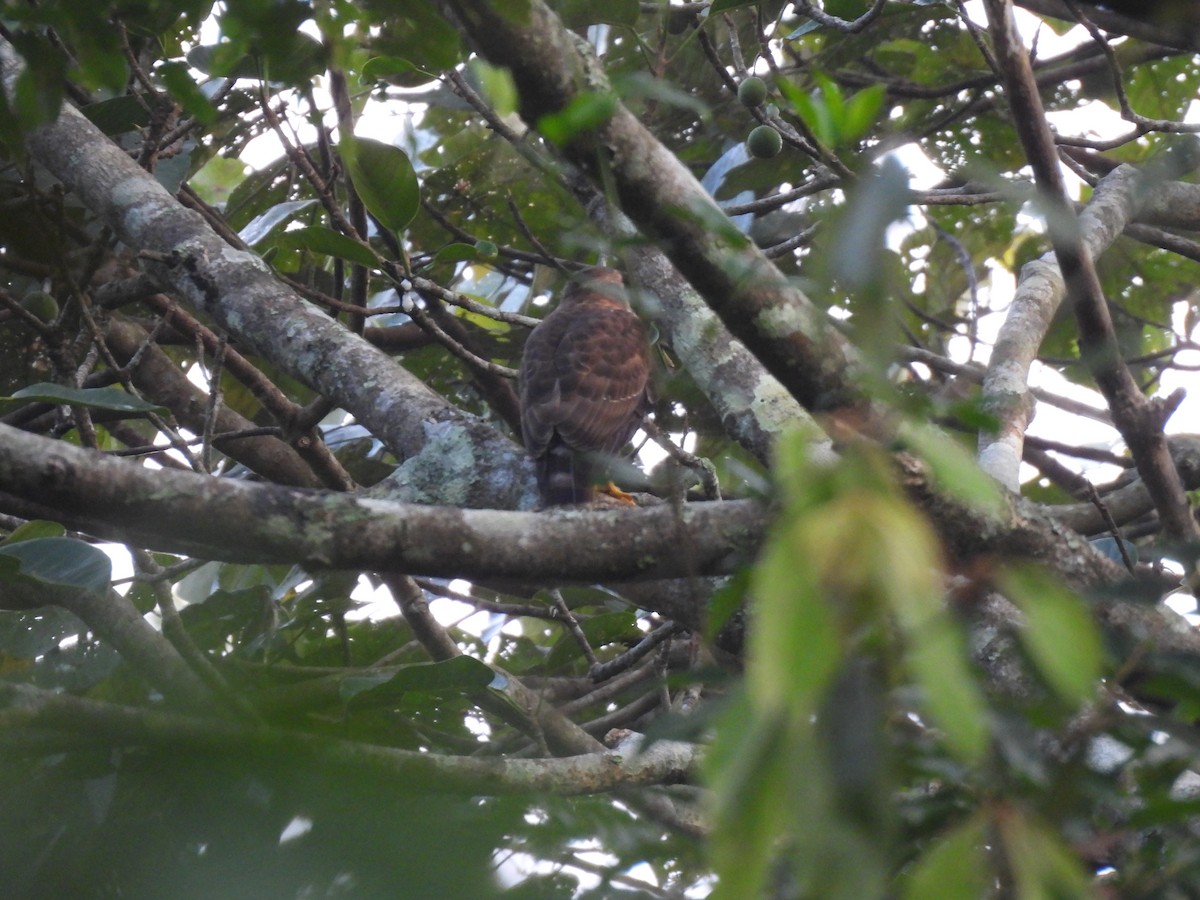 カンムリオオタカ - ML645506115