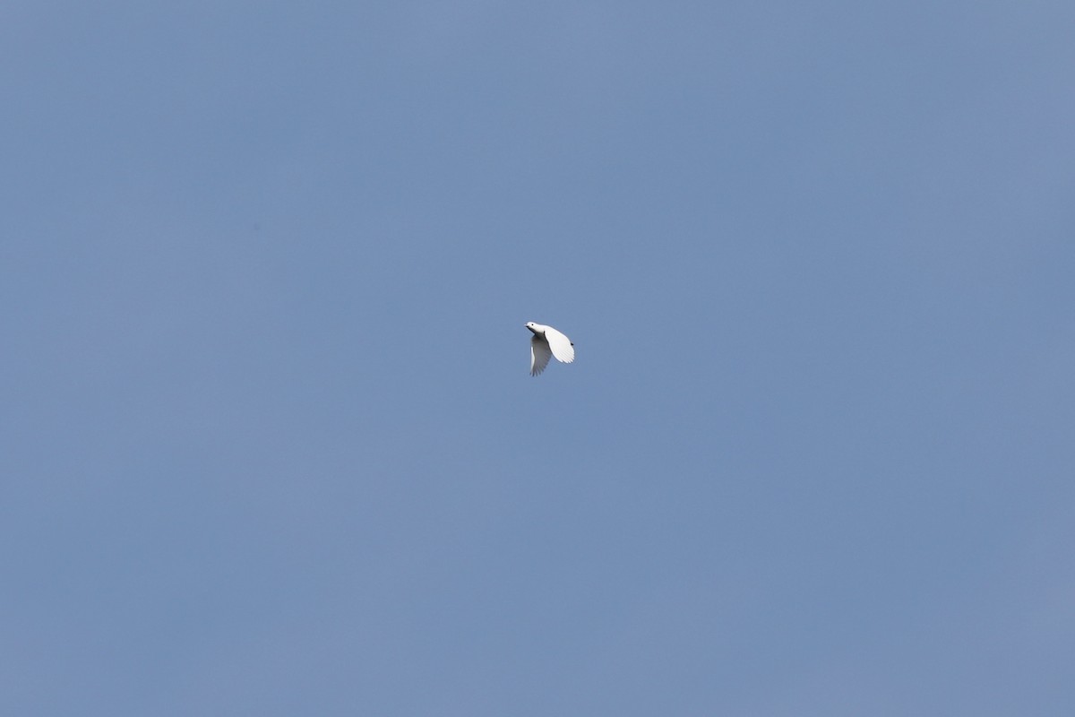 ユキカザリドリ - ML645506116