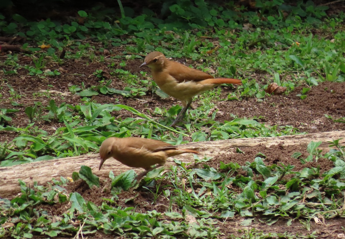 セアカカマドドリ - ML645506117