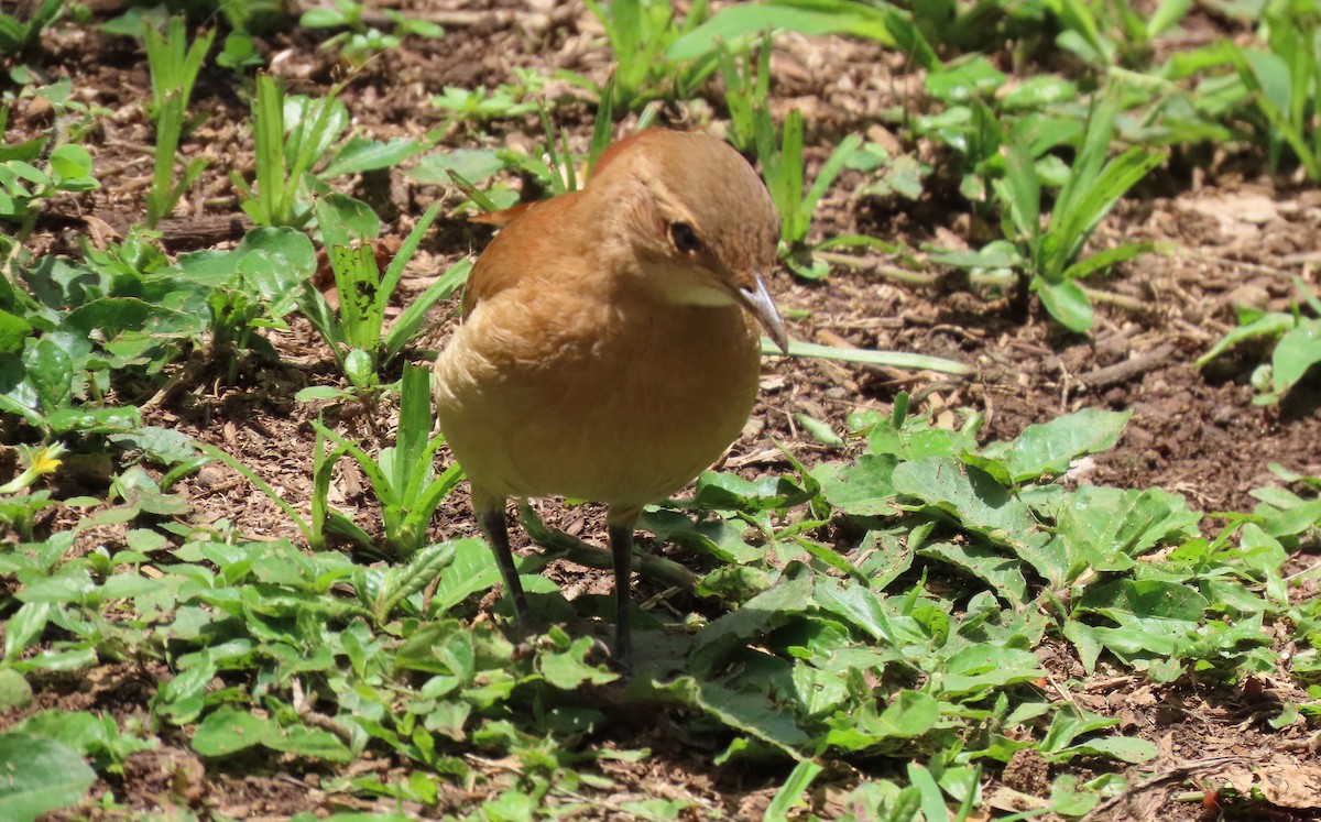 セアカカマドドリ - ML645506118