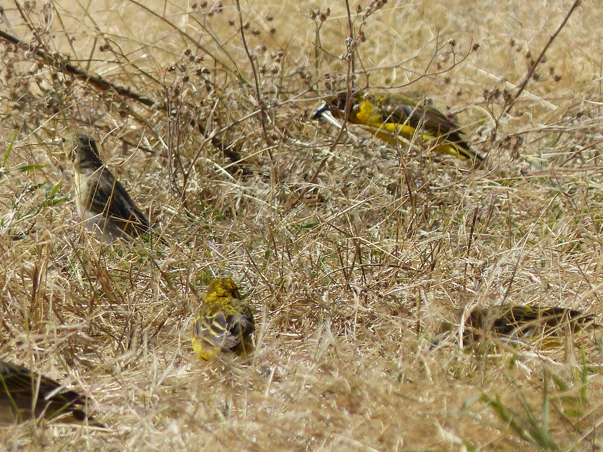 カオグロウロコハタオリ - ML645506119