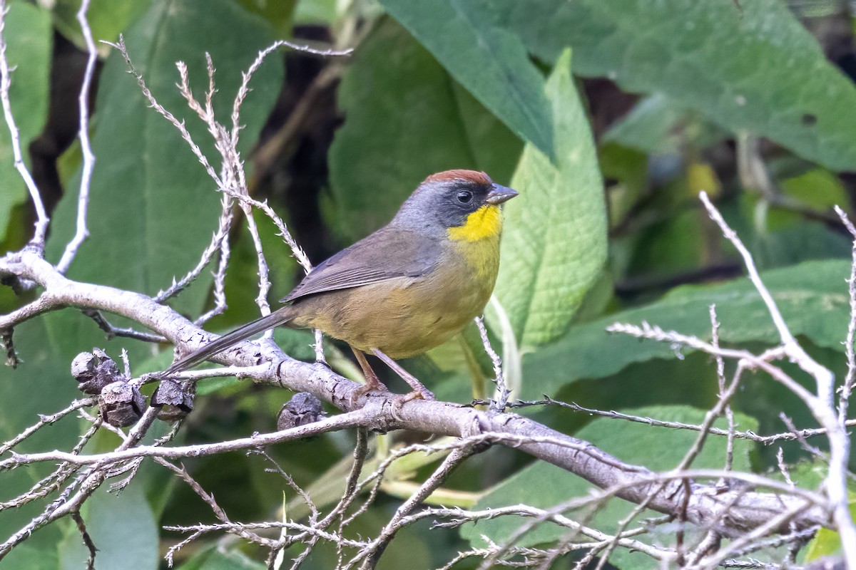 アカボウシヤブシトド - ML645506122