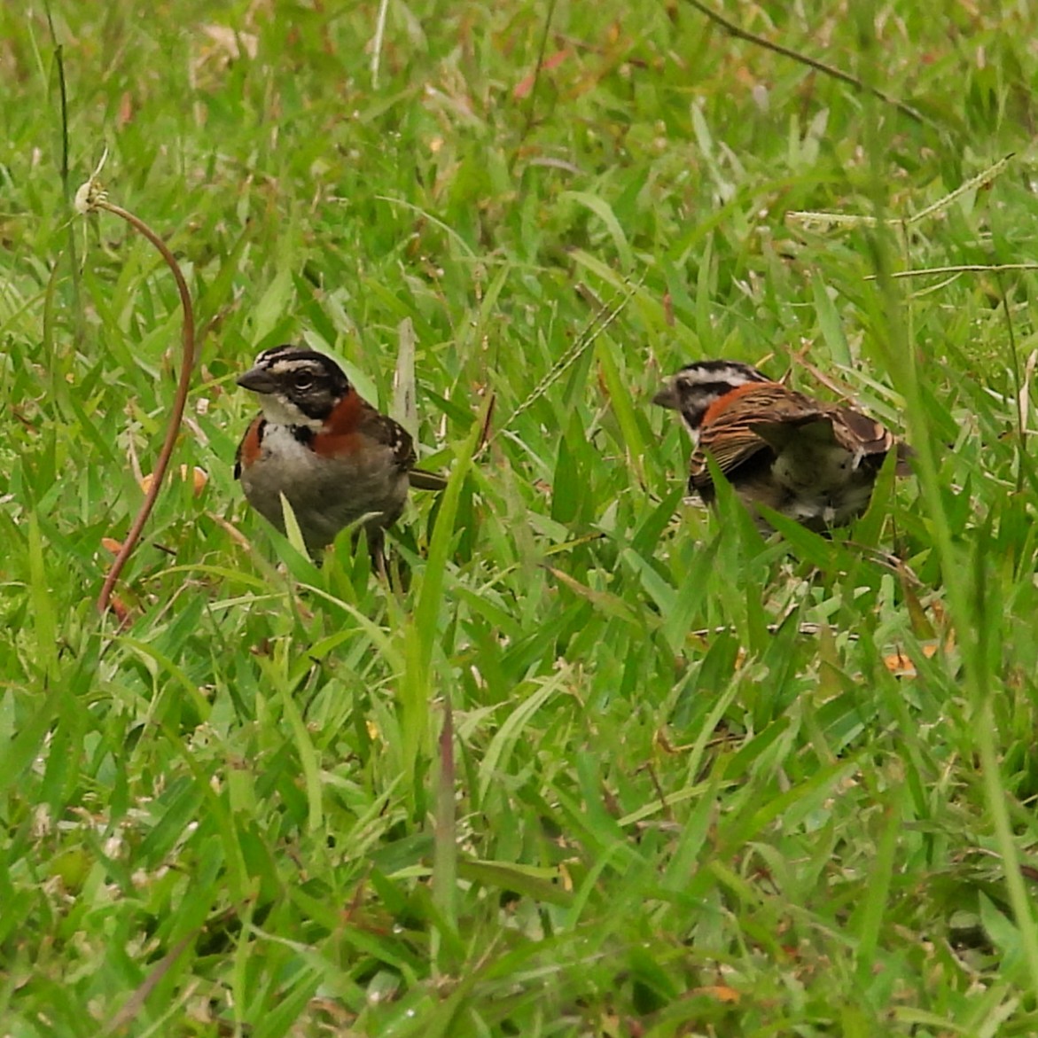 アカエリシトド - ML645506123