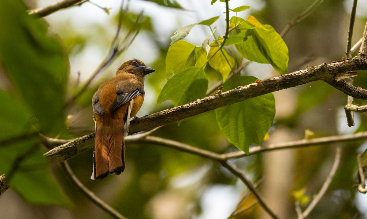 Malabar Trogon - ML645506129