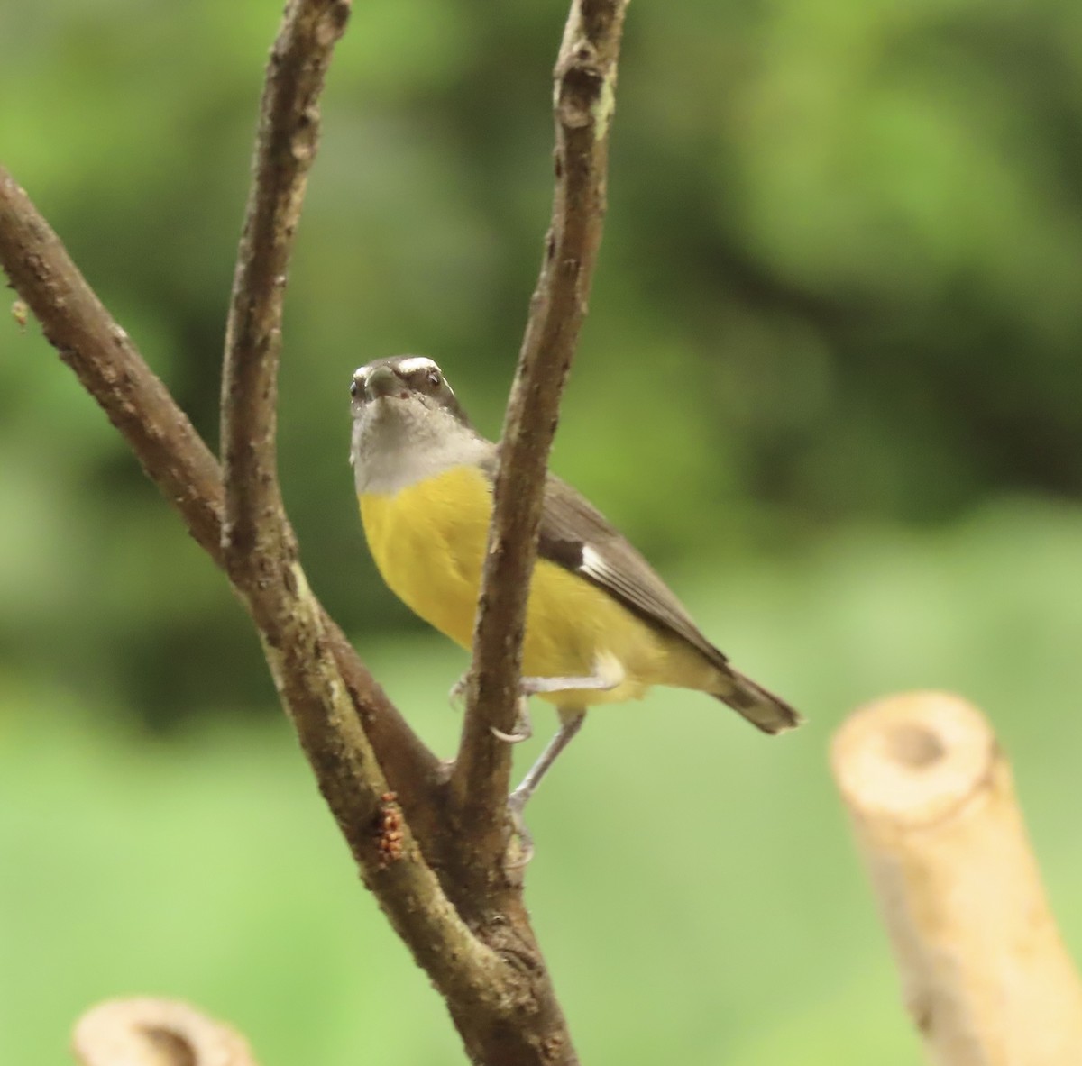 Sucrier à ventre jaune - ML645506133