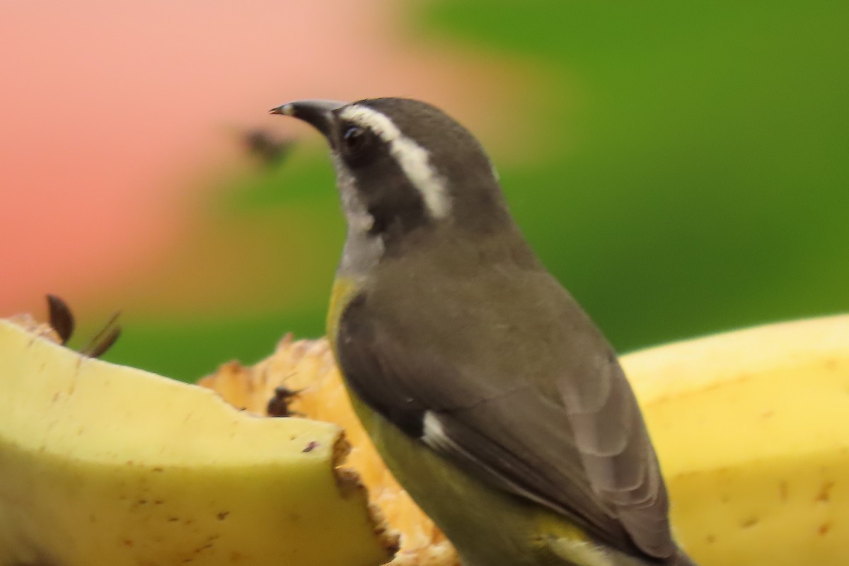 Sucrier à ventre jaune - ML645506134