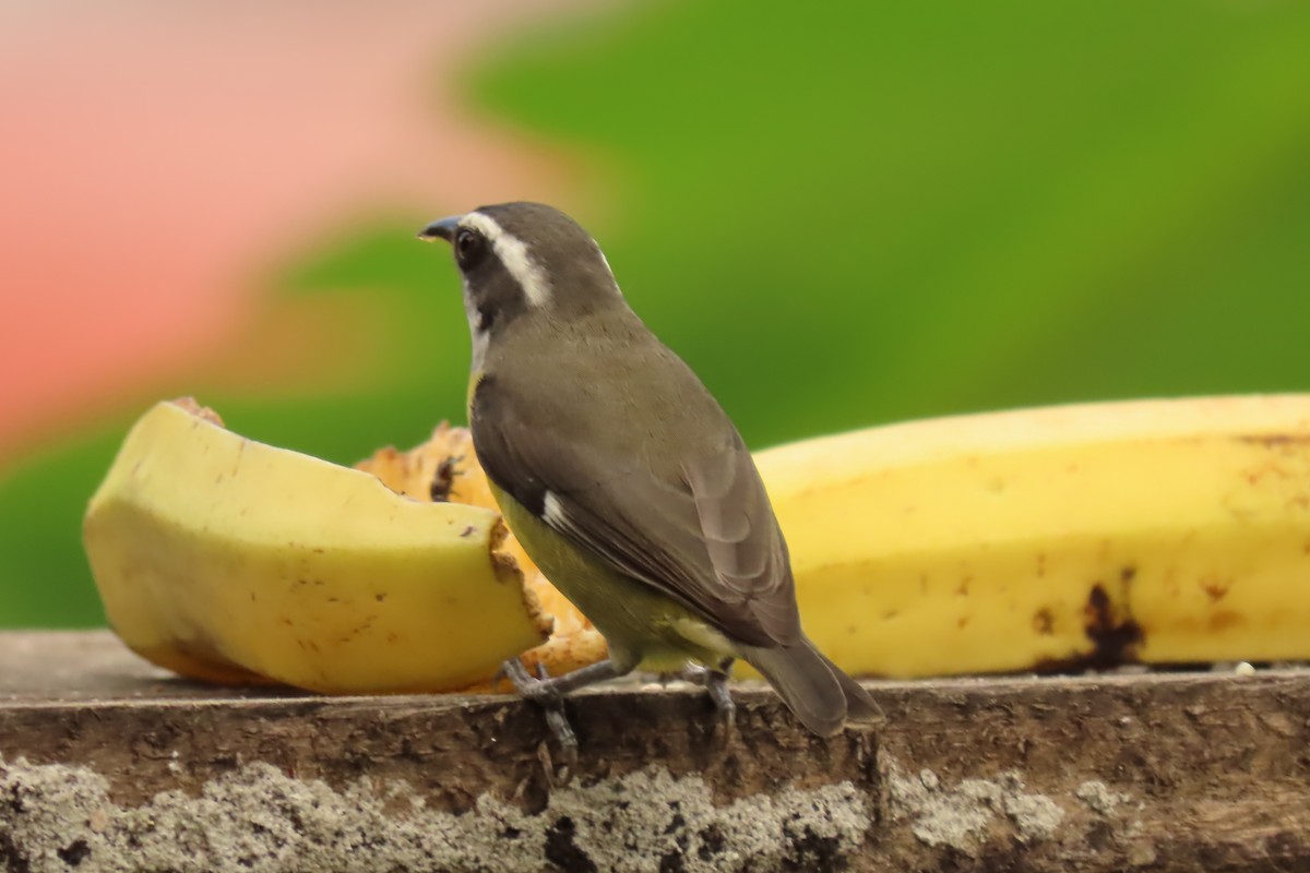 Sucrier à ventre jaune - ML645506135