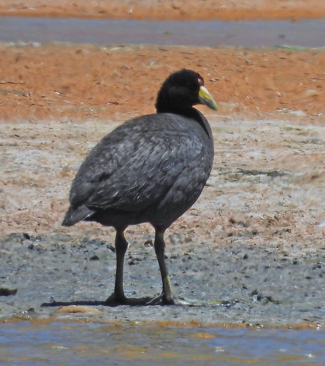 Slate-colored Coot - ML645506147