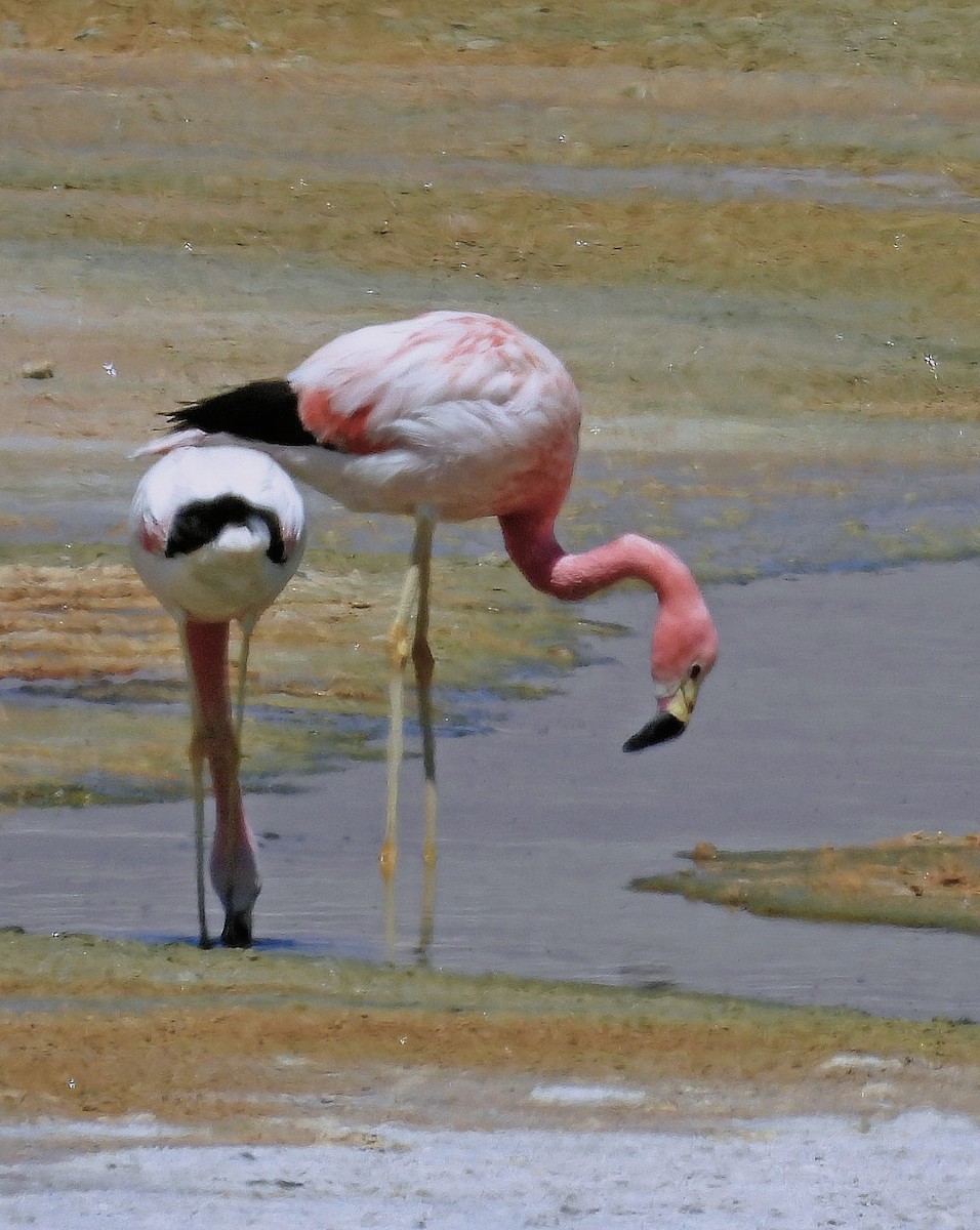 Andean Flamingo - ML645506157