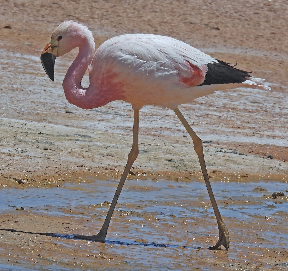Andean Flamingo - ML645506158