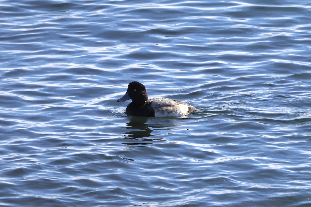 スズガモ - ML645506162