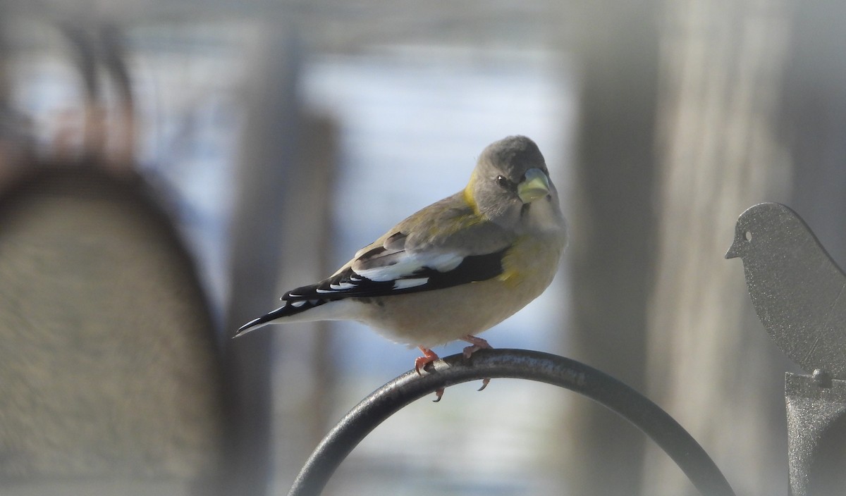 Evening Grosbeak - ML645506164