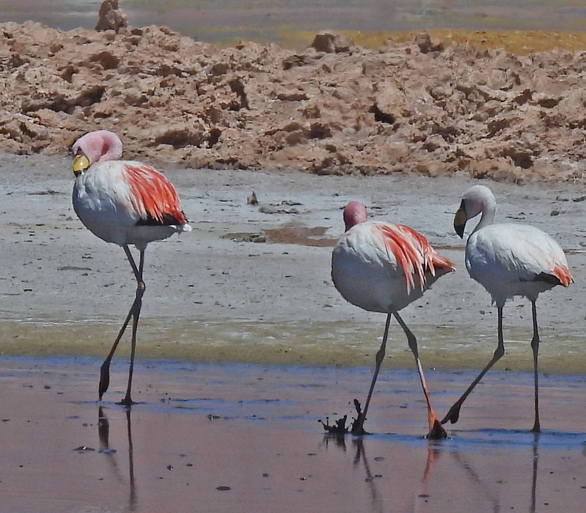 James's Flamingo - ML645506165