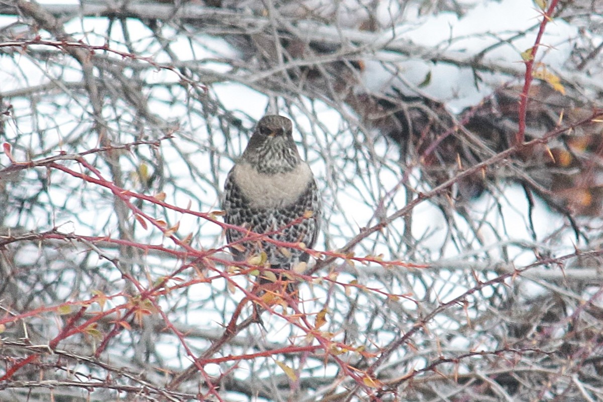 Ring Ouzel (Alpine) - ML645506167
