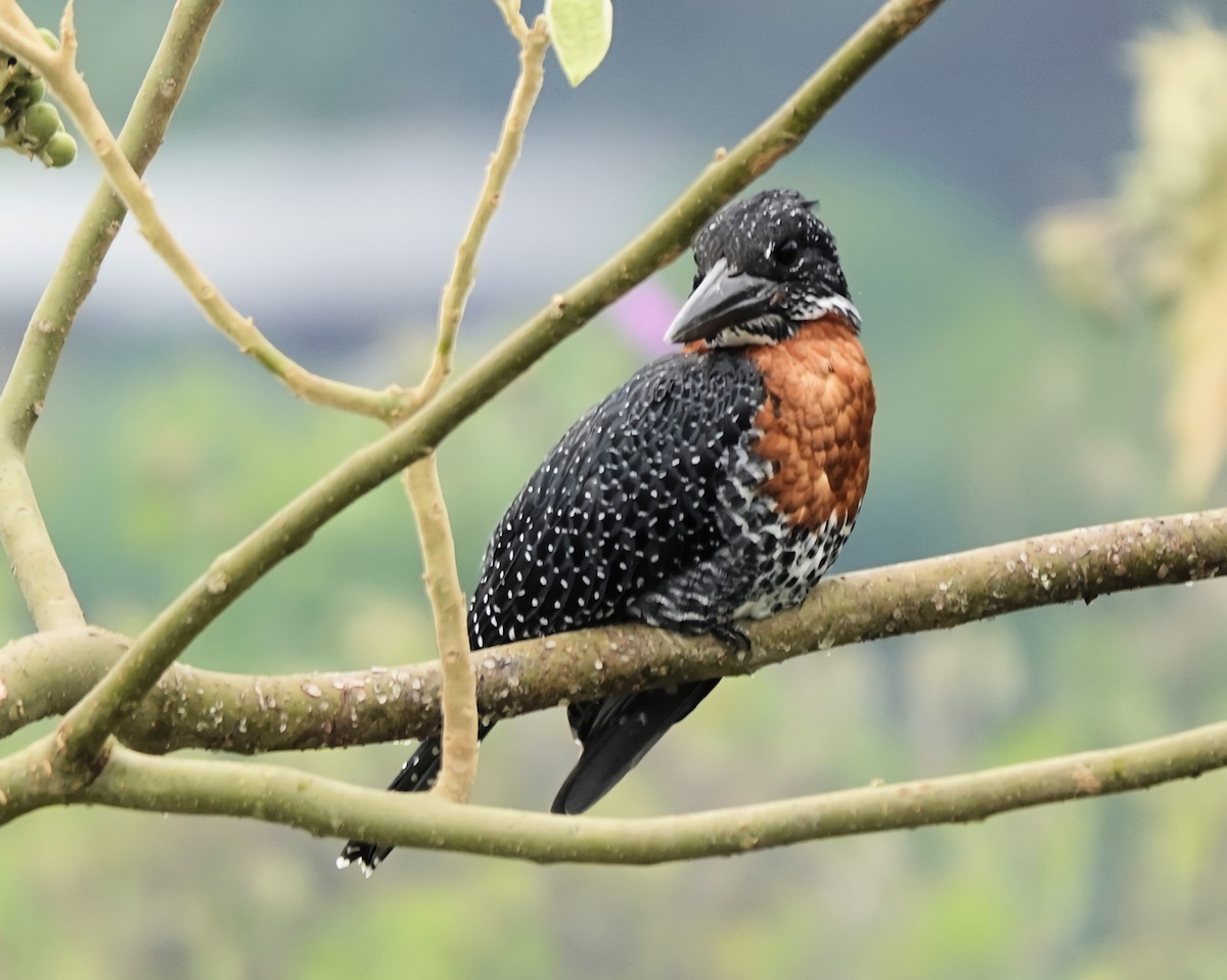 Giant Kingfisher - ML645506178