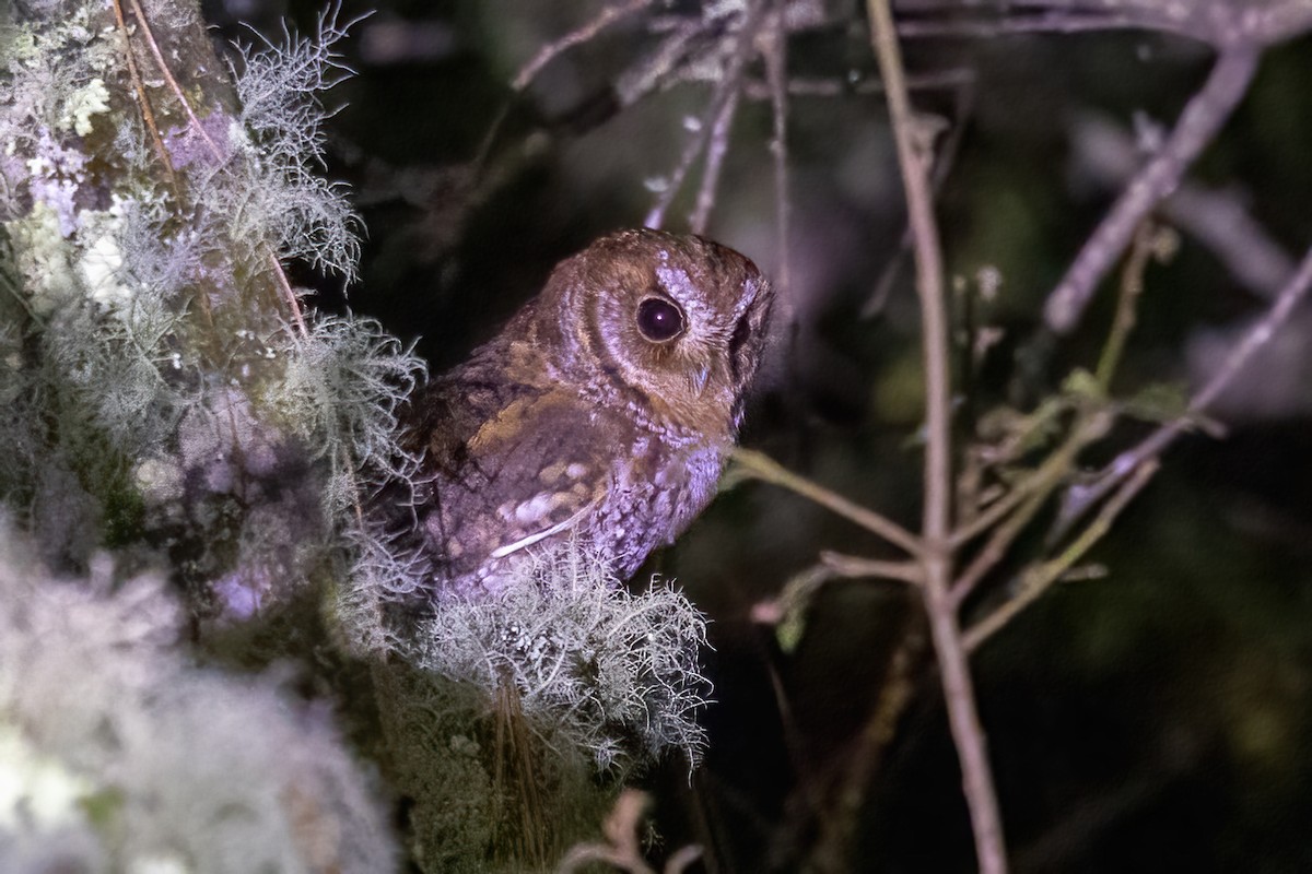 flammeugle - ML645506183