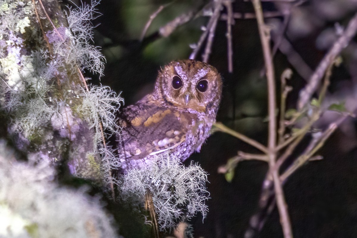 flammeugle - ML645506184