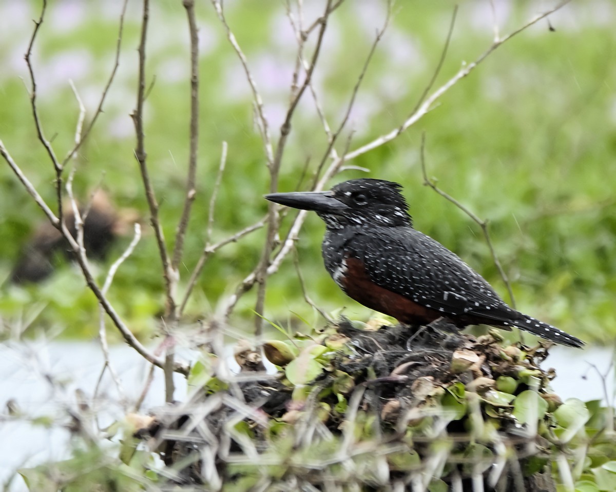 Giant Kingfisher - ML645506185