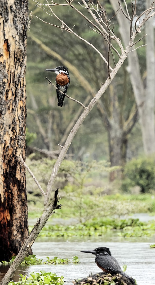 Giant Kingfisher - ML645506189