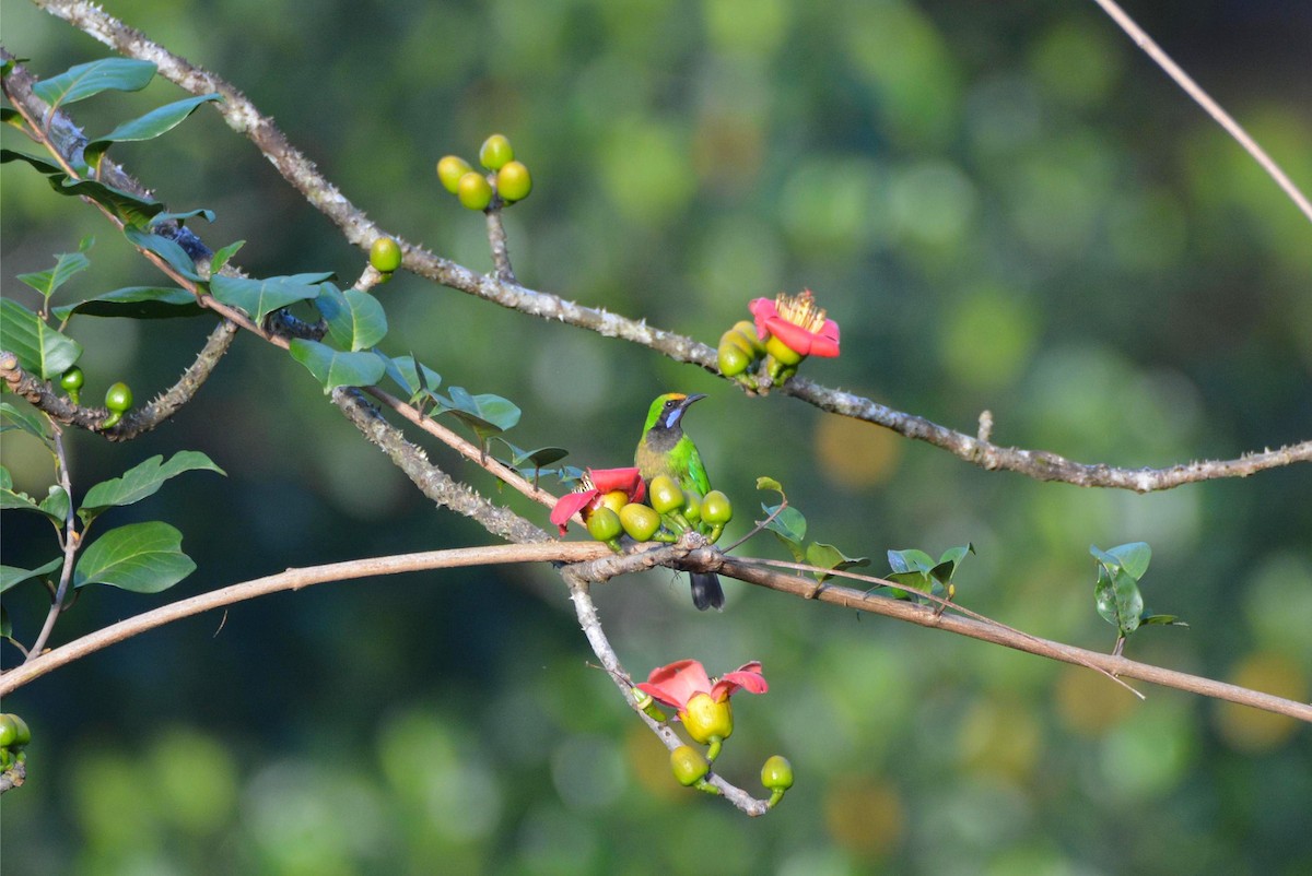 Золотолобая листовка - ML645506190