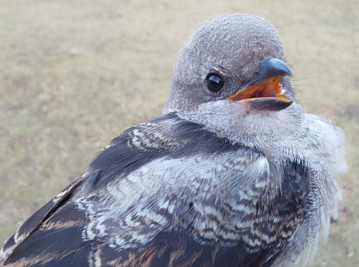 ťuhýk afrotropický - ML645506200