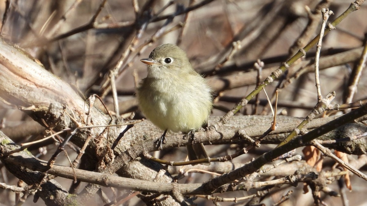 Least Flycatcher - ML645506202