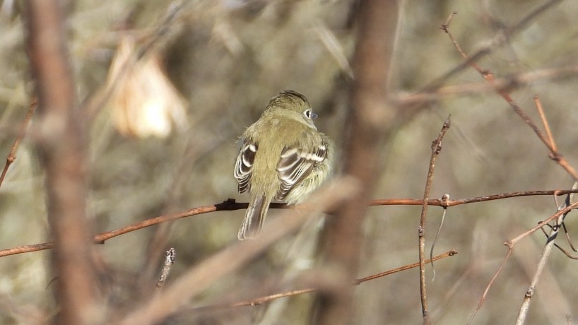 Least Flycatcher - ML645506203