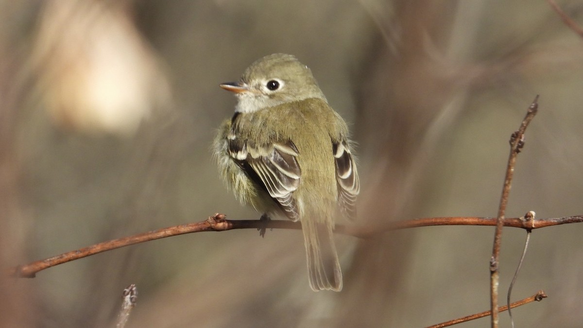 Least Flycatcher - ML645506204
