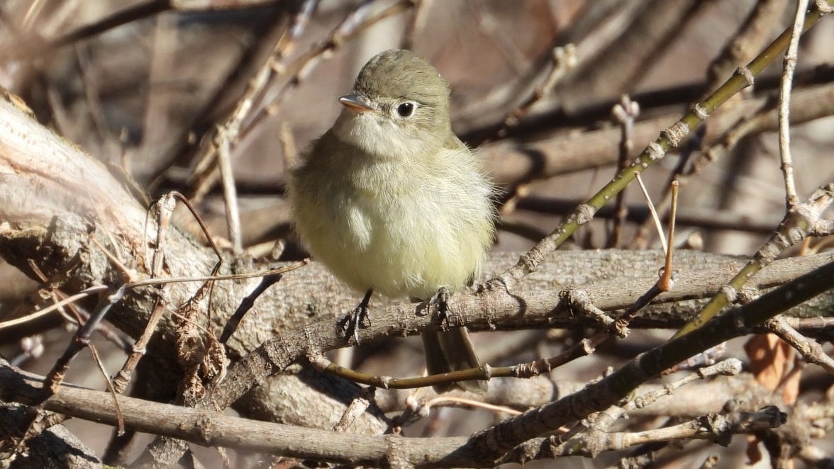 Least Flycatcher - ML645506205