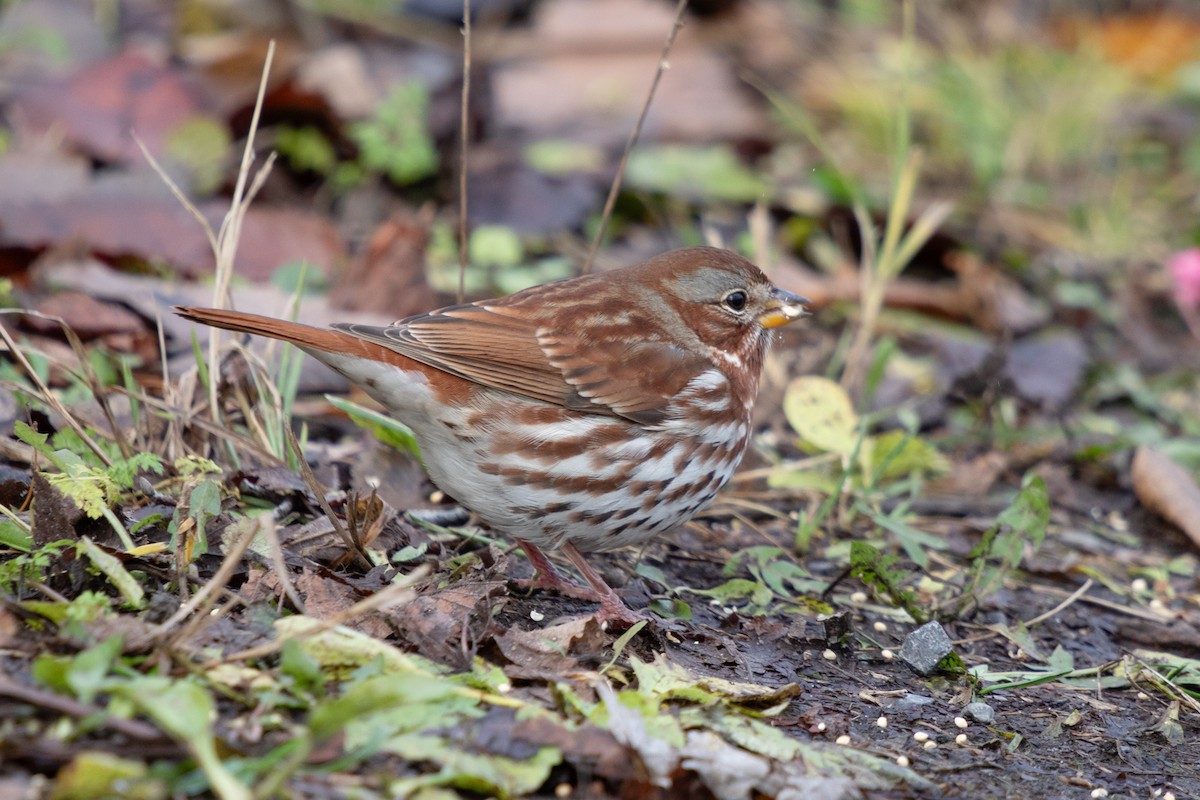 Fox Sparrow - ML645506220