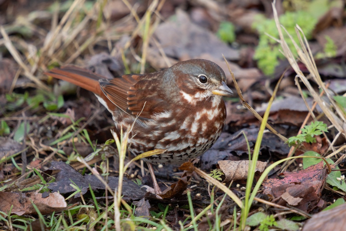 Fox Sparrow - ML645506221