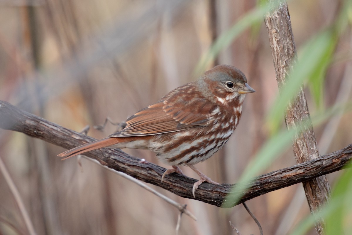 Fox Sparrow - ML645506222