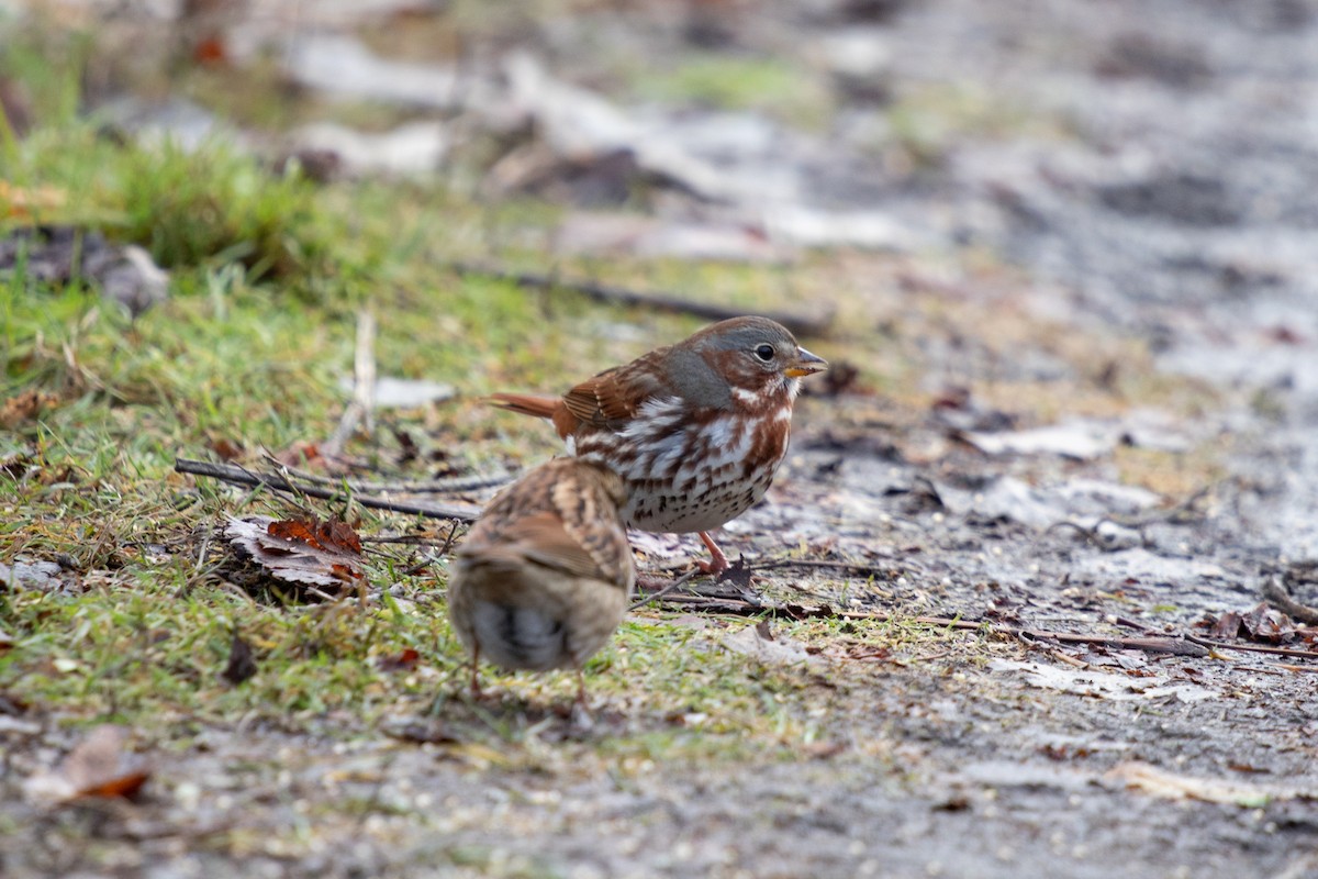 Fox Sparrow - ML645506223