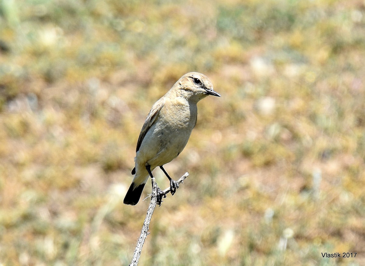 Collalba Isabel - ML645506224