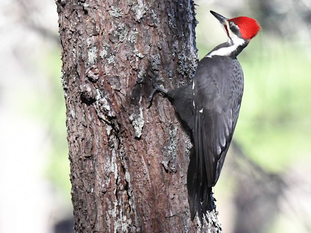 Pileated Woodpecker - ML645506232