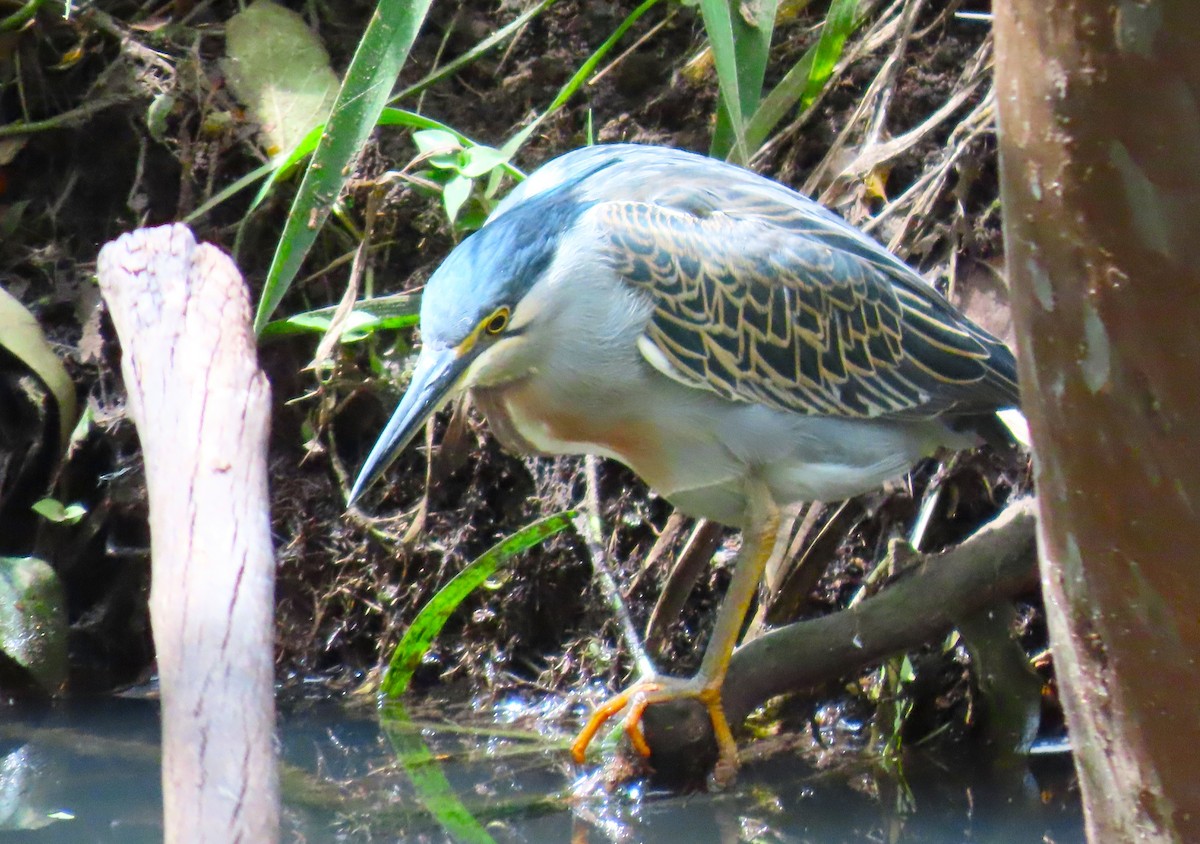 Black-crowned Night Heron - ML645506233