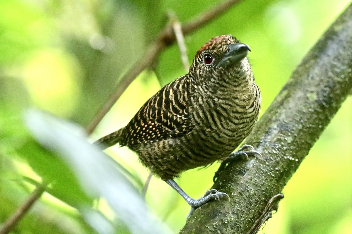 Fasciated Antshrike - ML645506236